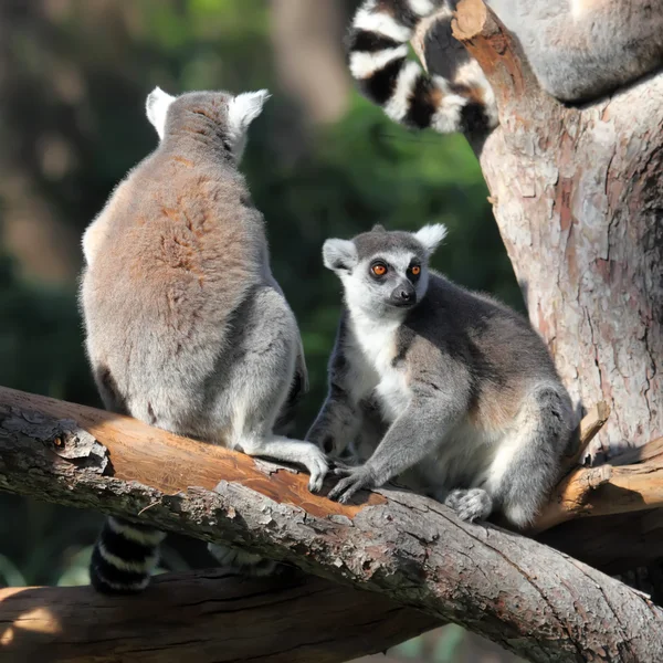 Lemurlar — Stok fotoğraf