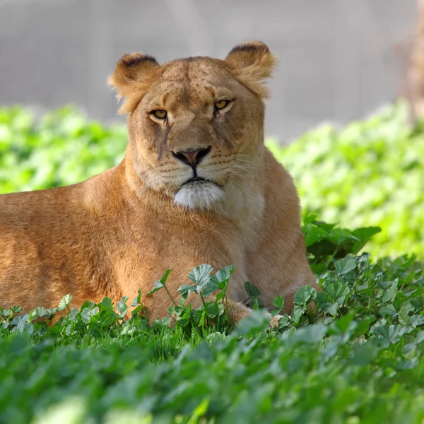 Lioness — Stock Photo, Image