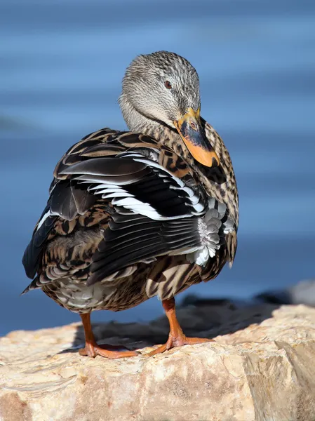 Pato de Mallard — Foto de Stock