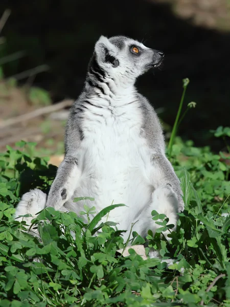 Lemur — Stok fotoğraf