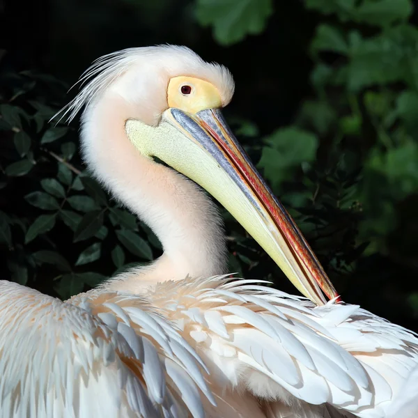 Pelican — Stock Photo, Image