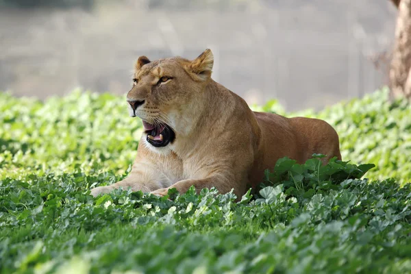Löwin ruht im Gras — Stockfoto