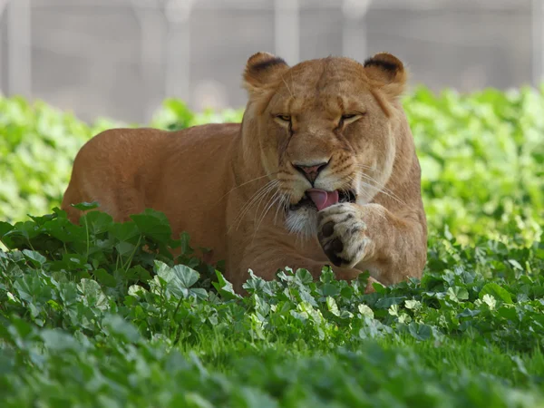 Singa betina — Stok Foto