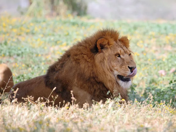 León macho — Foto de Stock