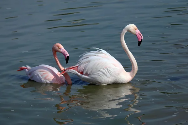 Flamingos — Stock fotografie