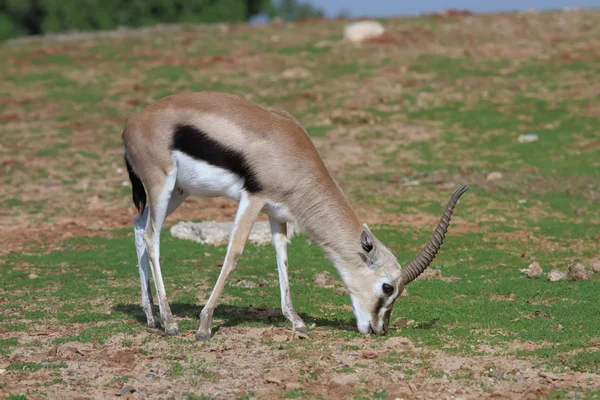 Thompson's Gazelle — Stockfoto