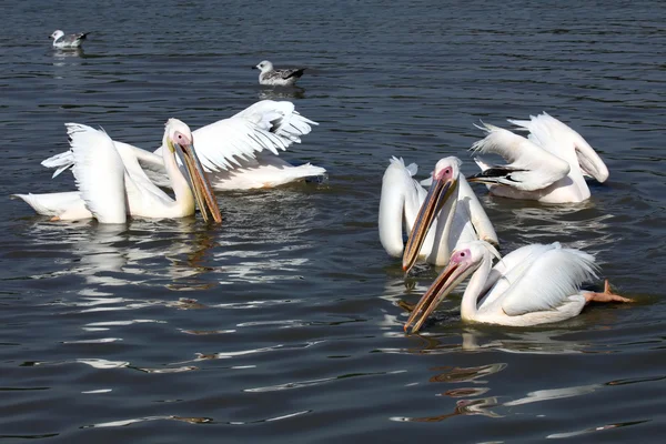 Pélicans dans l'eau — Photo