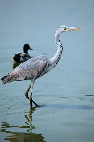 Grey heron — Stock Photo, Image