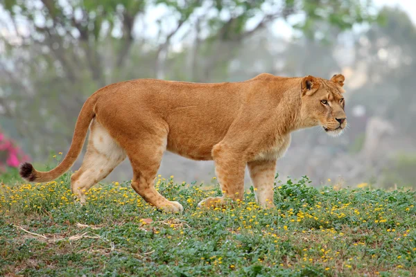 Löwin — Stockfoto