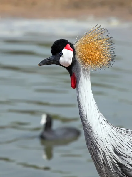 Gru incoronata — Foto Stock