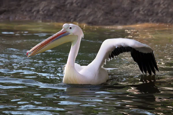 Witte pelikaan — Stockfoto