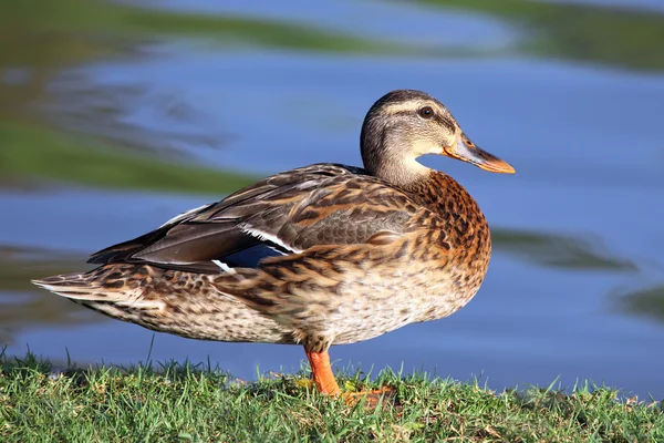 Pato. — Foto de Stock