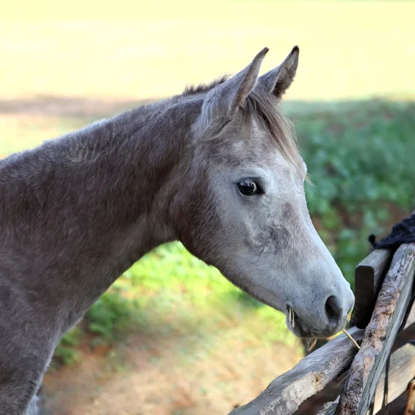 Cavalo — Fotografia de Stock