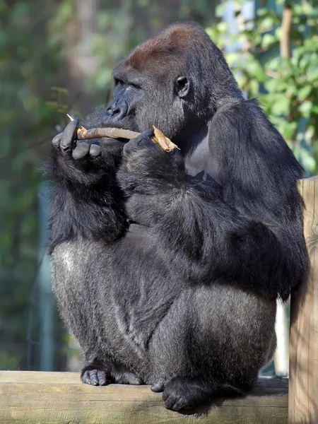 Schwarzes Gorillamännchen — Stockfoto