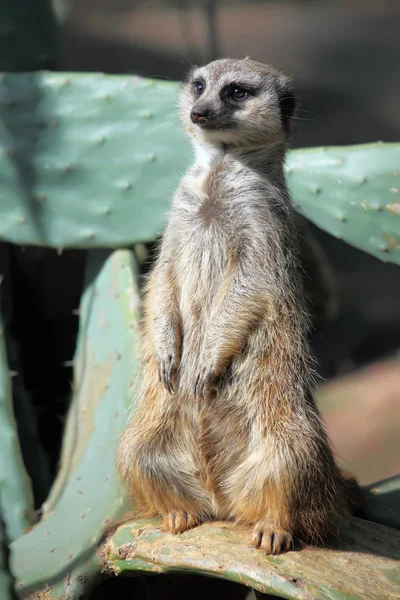 Staande suricate — Stockfoto