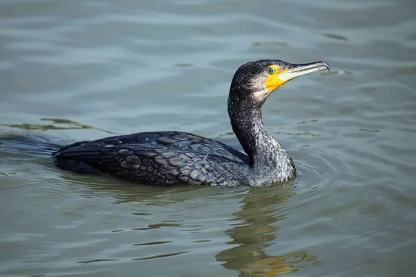 Cormorán — Foto de Stock