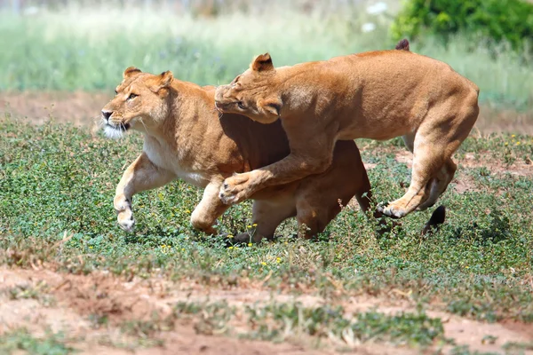 Leones hembra — Foto de Stock