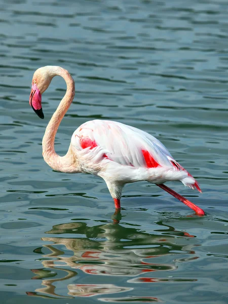Flamingo — Stok fotoğraf