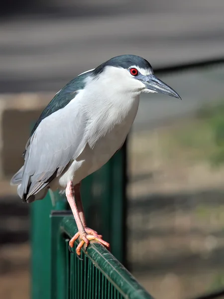 Nacht heron — Stockfoto