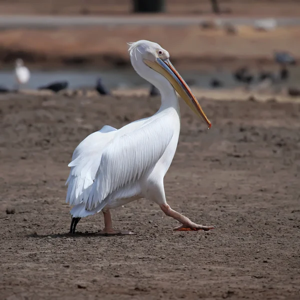 Pellicano bianco — Foto Stock