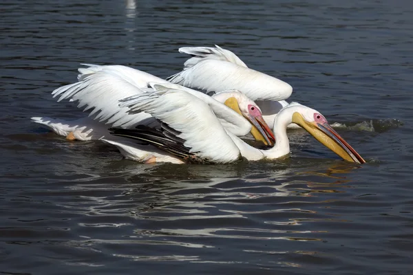 Witte pelikanen — Stockfoto