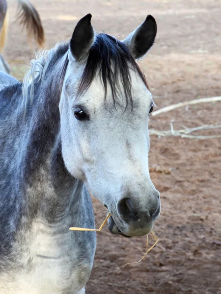 Caballo —  Fotos de Stock