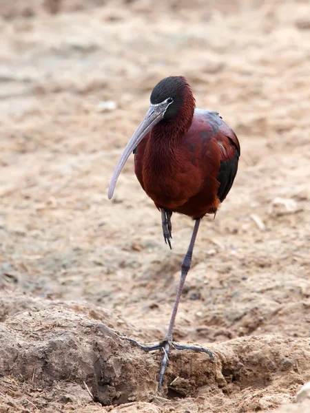 Ibis lucido — Foto Stock
