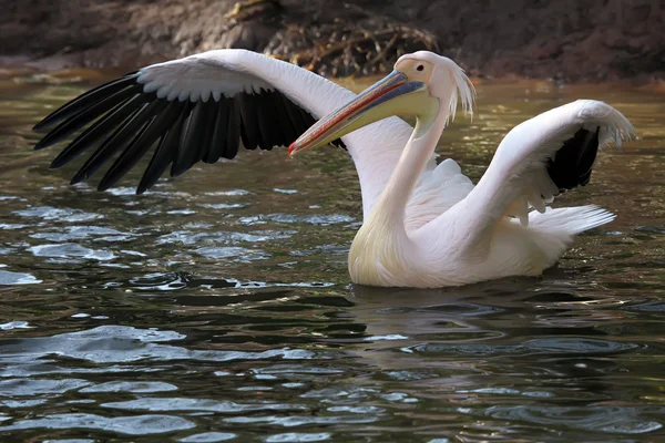 Белый пеликан — стоковое фото