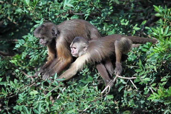 Monkey — Stock Photo, Image