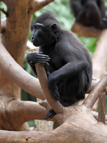 Macaco — Foto de Stock