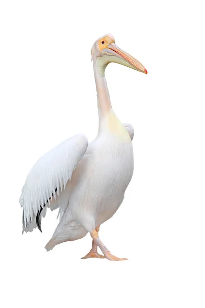 Білий Пеликан — стокове фото