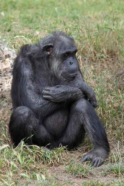 Chimpanzee — Stock Photo, Image