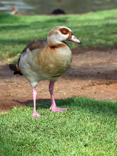 Oca egiziana — Foto Stock