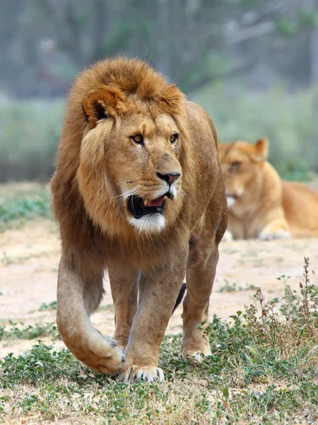 Mannetjes leeuw — Stockfoto