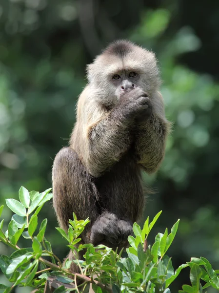 Capuchinho — Fotografia de Stock