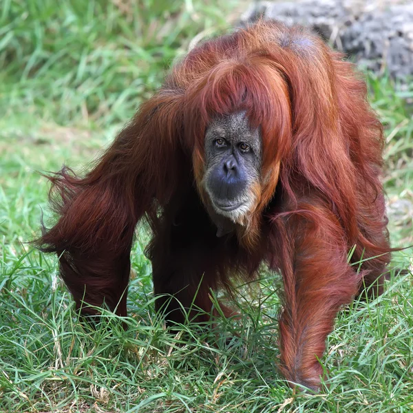 Orangutan — Stock fotografie