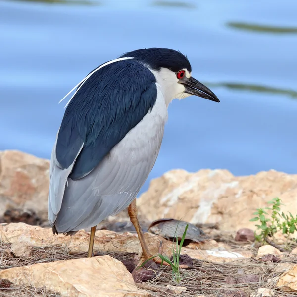 Nycticorax — Stockfoto