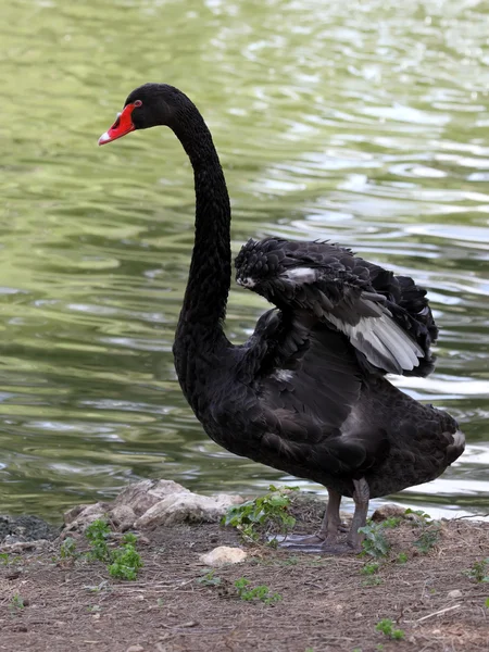 Black Swan — Stock Photo, Image