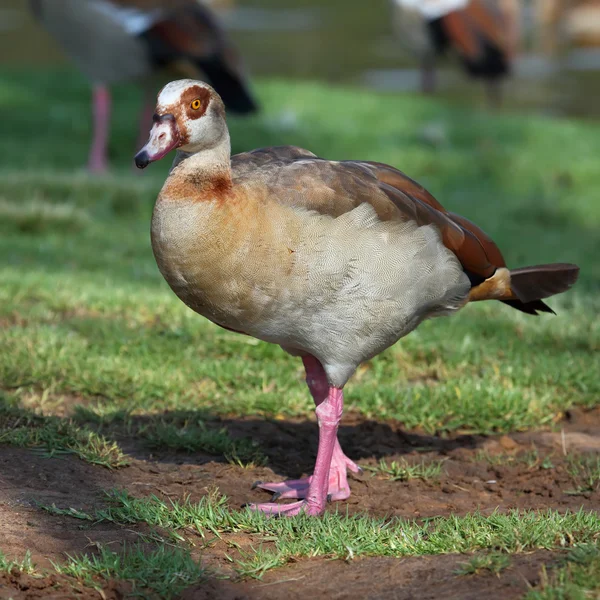 Egyptian Goose — Stock Photo, Image