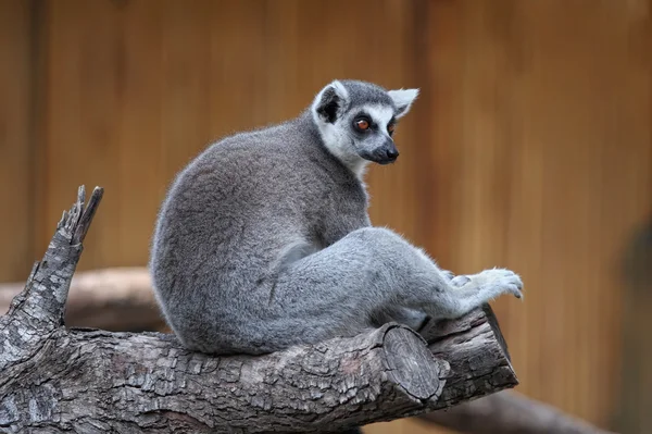 Ogoniasty lemur — Zdjęcie stockowe