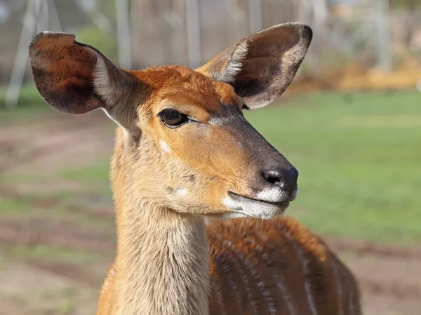 Antelope Kudu — Stock Photo, Image