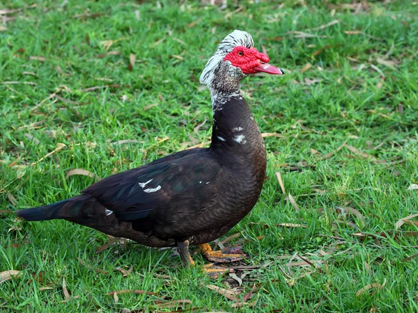 Pato moscovita — Foto de Stock