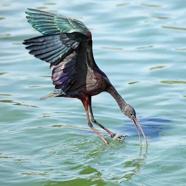 Ibis brillante —  Fotos de Stock