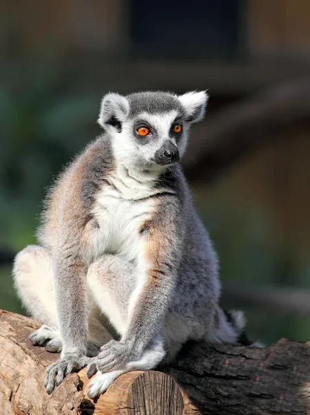 Ogoniasty lemur — Zdjęcie stockowe