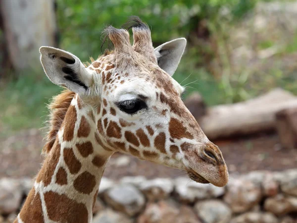 Лицо жирафа — стоковое фото