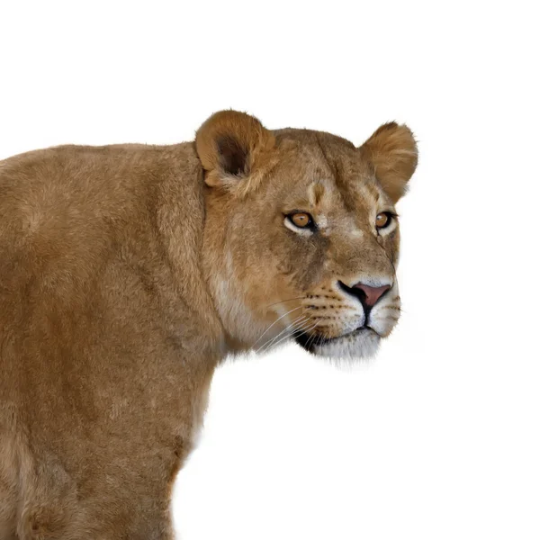 Lioness — Stock Photo, Image