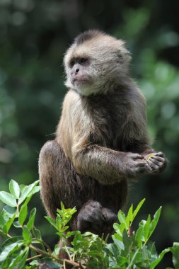 Capuchin