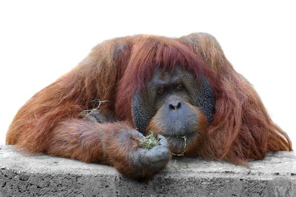 Orangutan — Stok fotoğraf