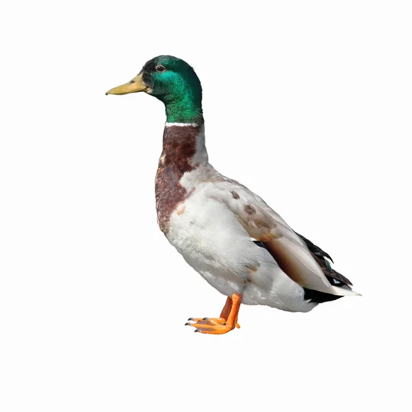 Pato de Mallard —  Fotos de Stock