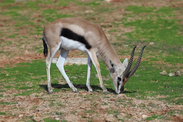 Thompson's Gazelle — Stockfoto